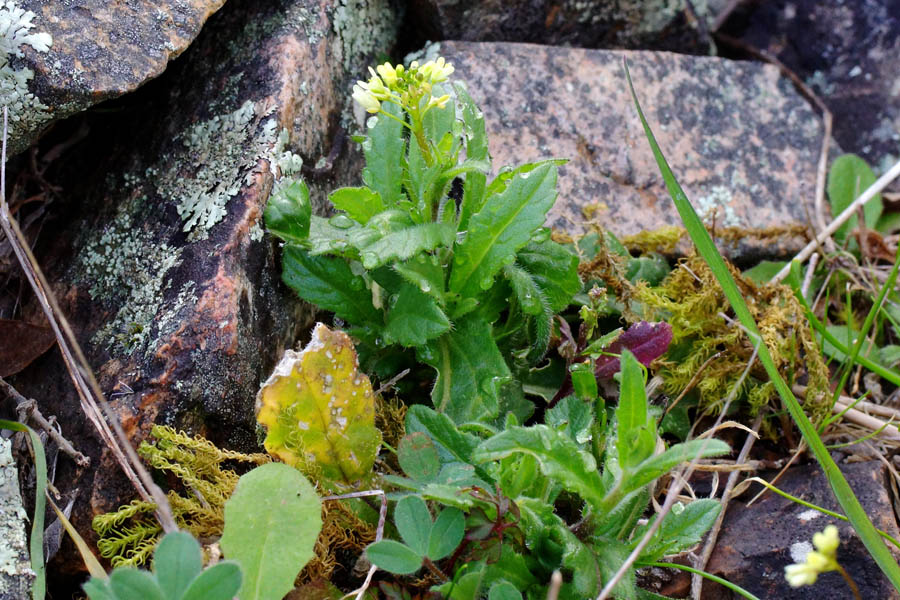 Biscutella morisiana / Biscutella di Moris